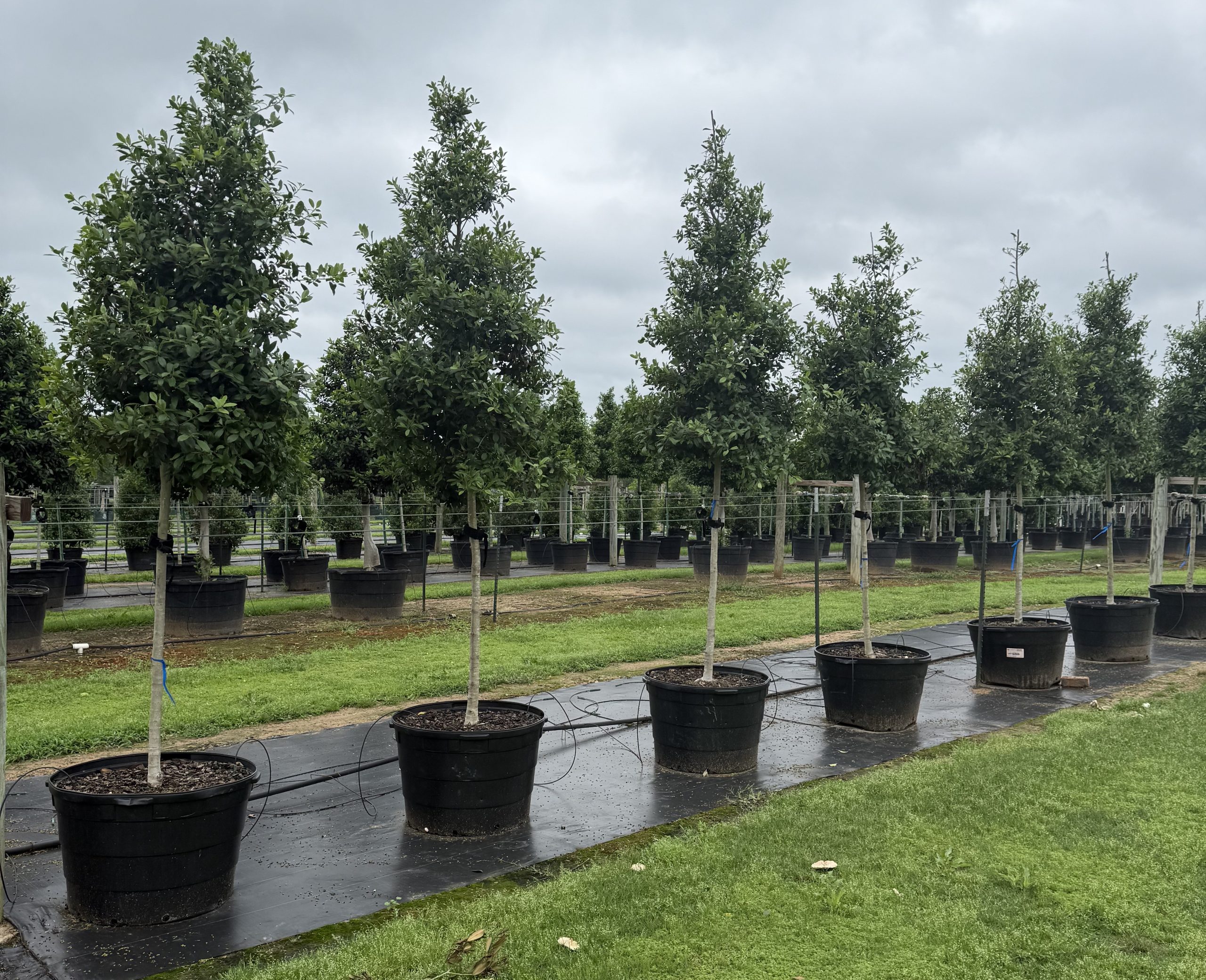Eagleston Holly Tree Form #45