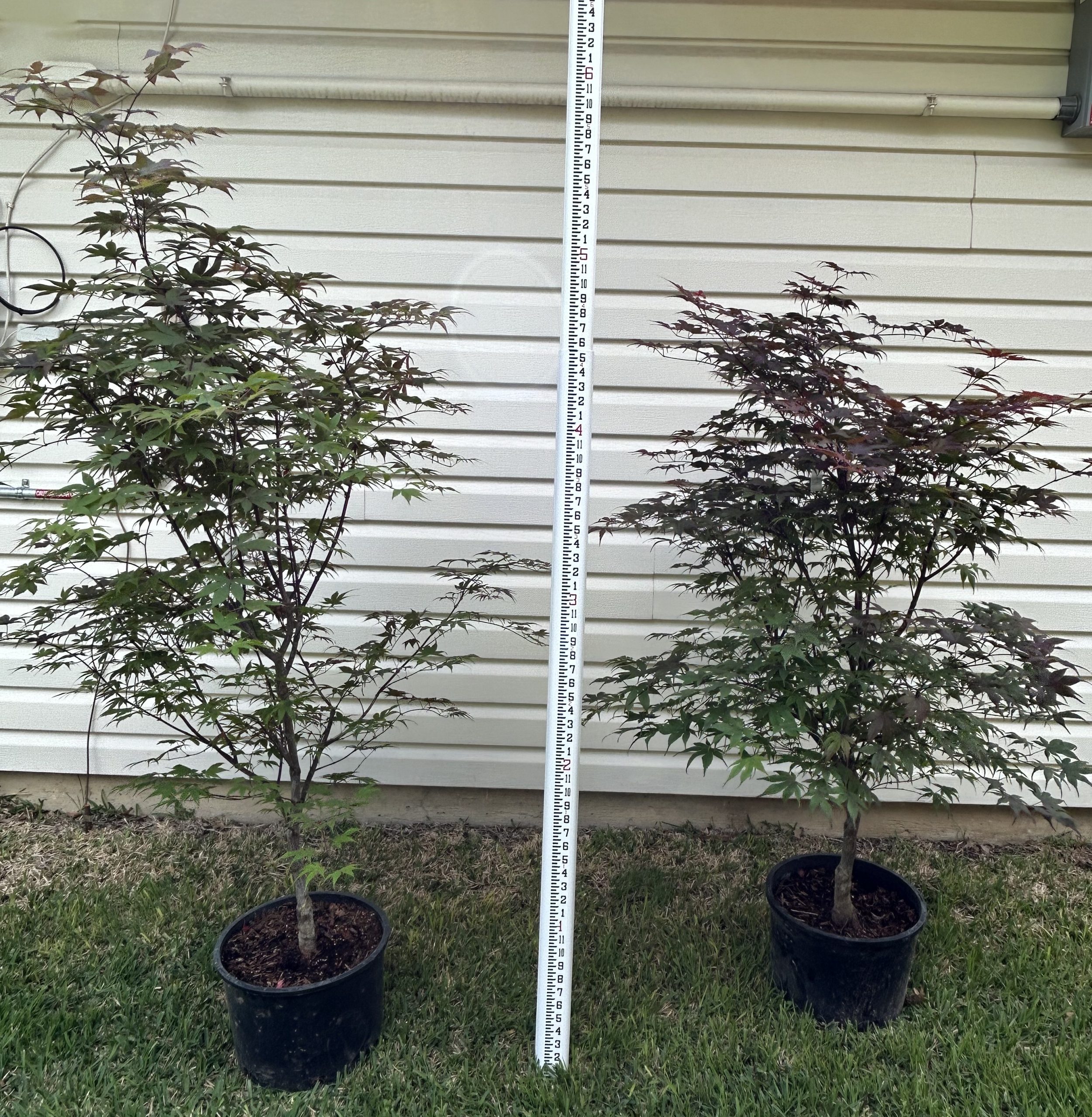 #6 Jap Maple Emperor I (left) Bloodgood (right)