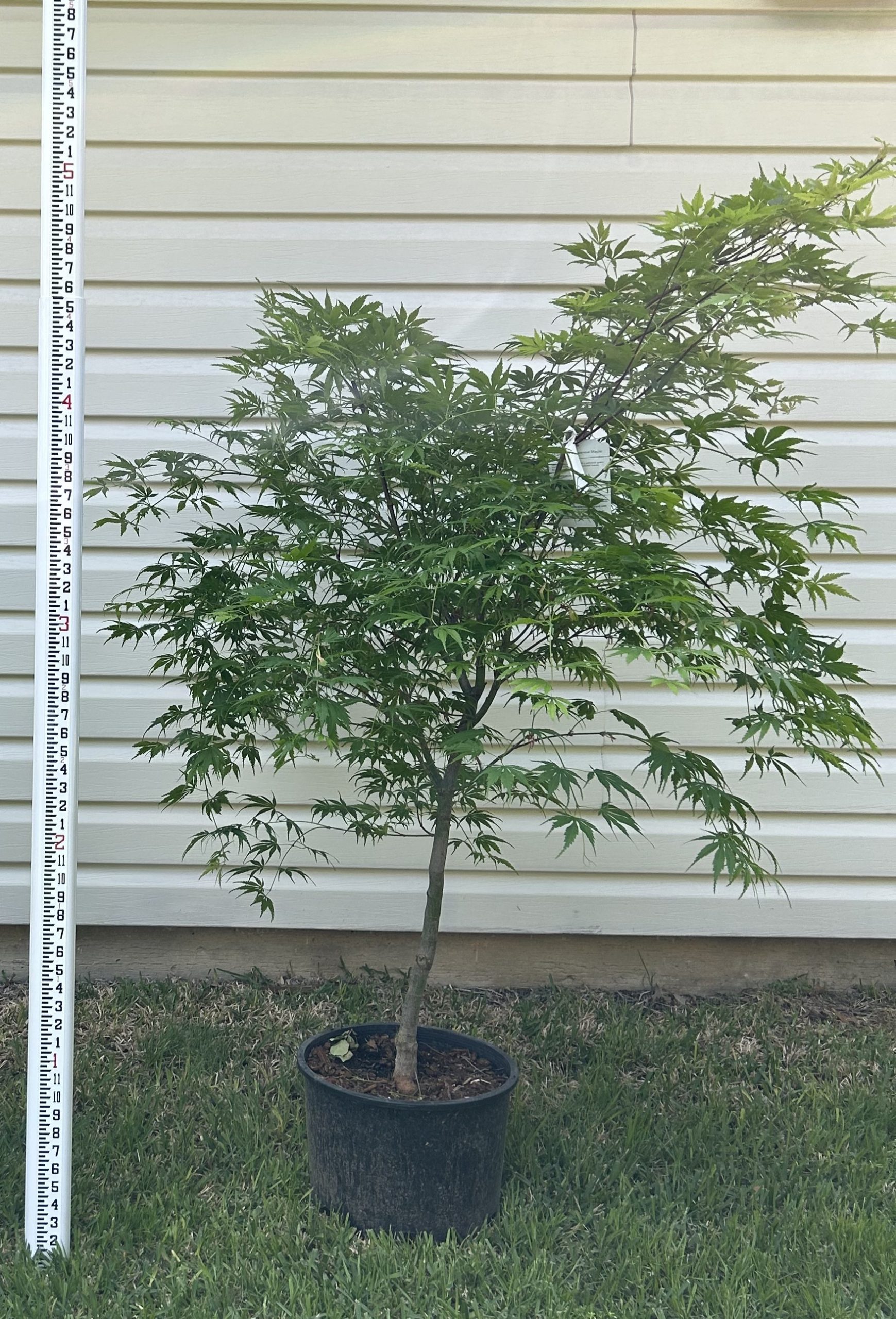 Jap Maple Orange Flame #6