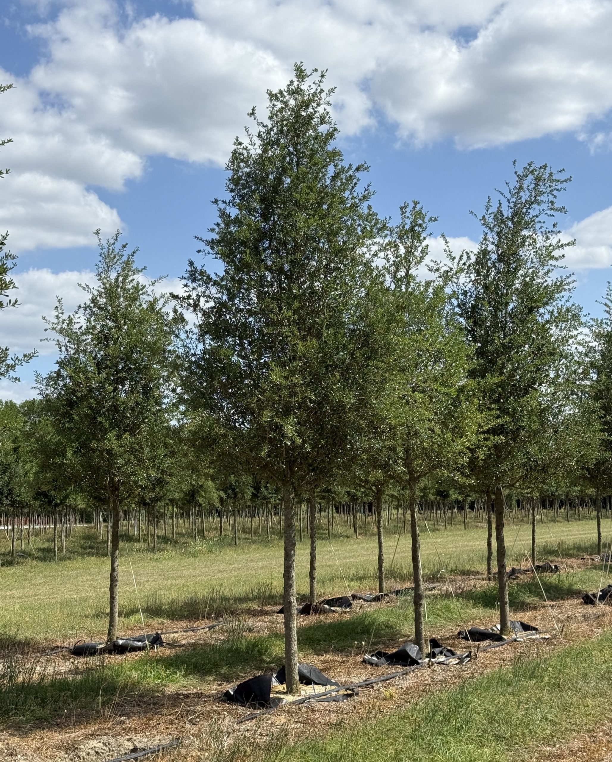 Live Oak 'Sky Climber' 4" B&B