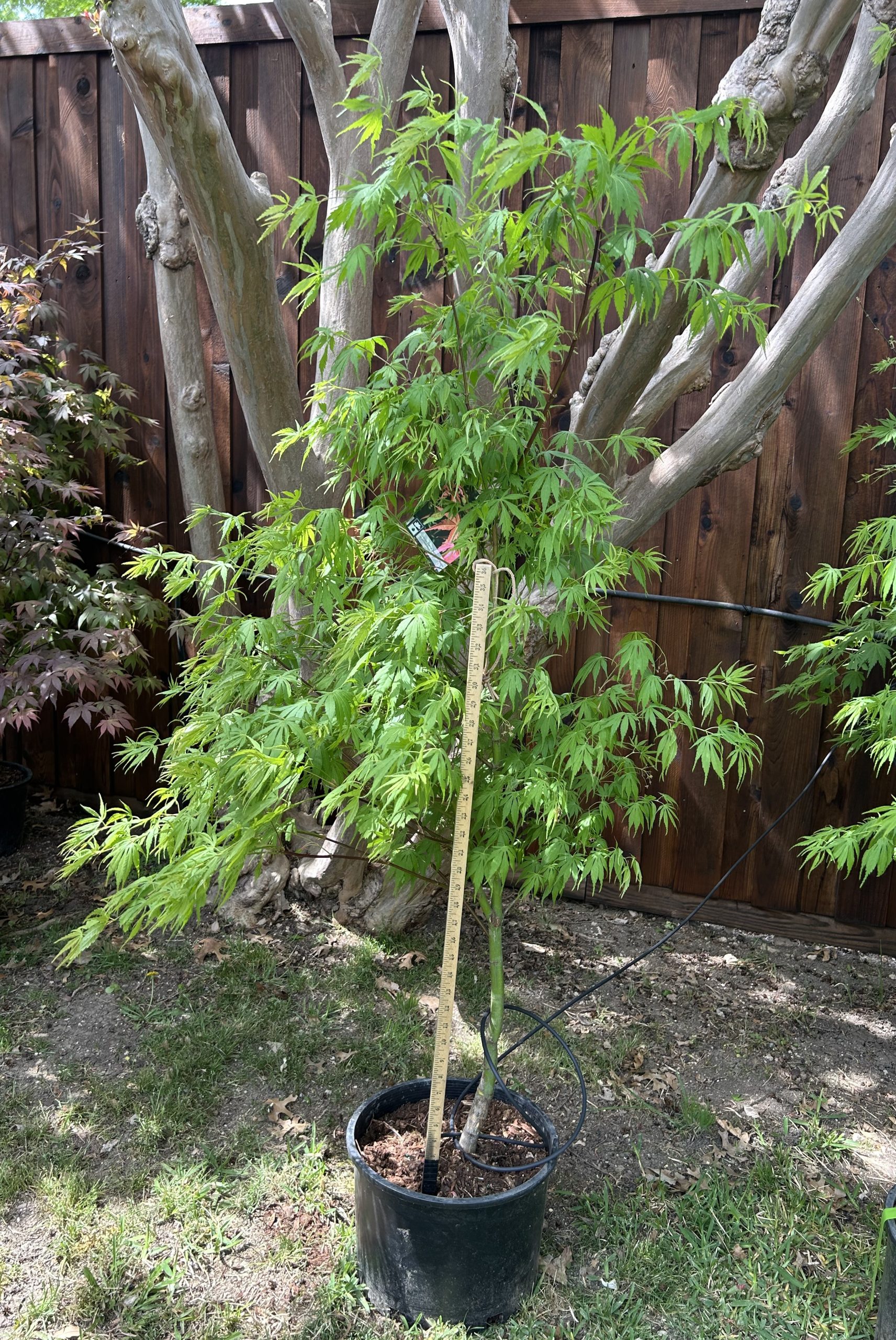 Jap Maple Orange Flame #6